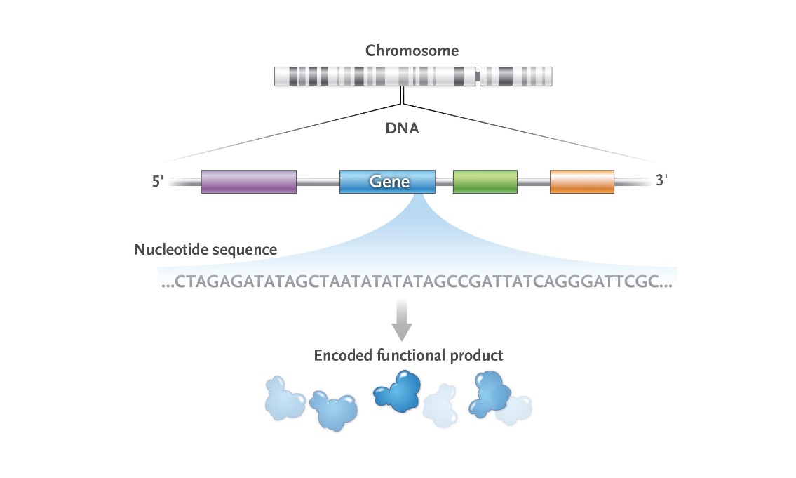 Gene