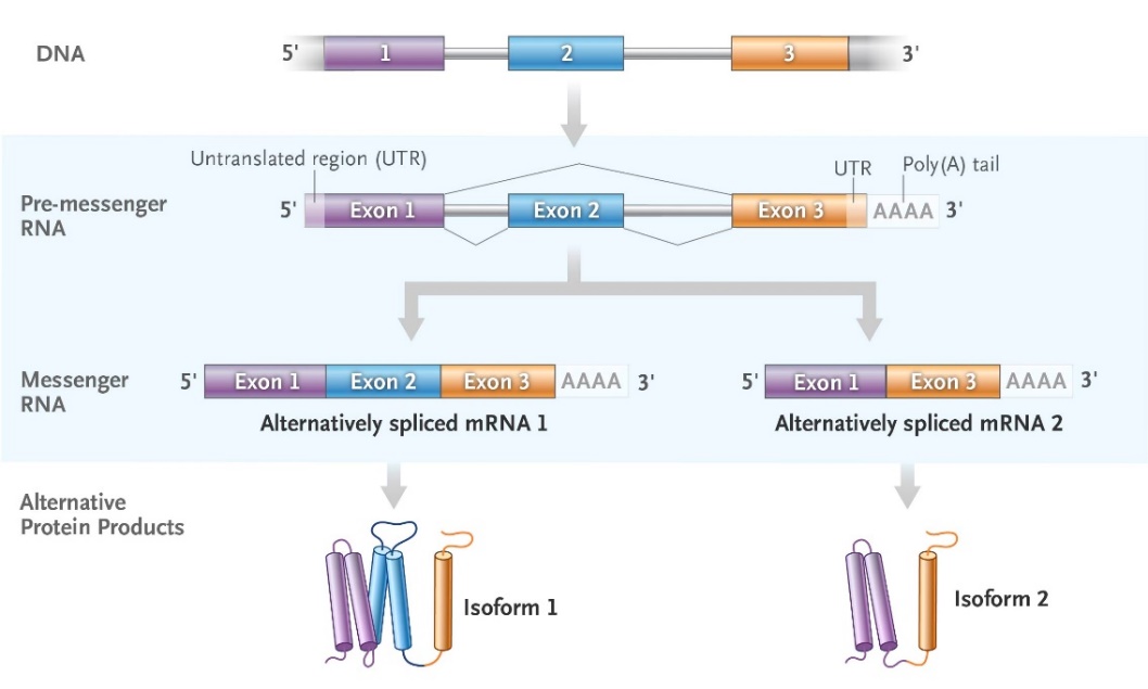 Alternative splicing